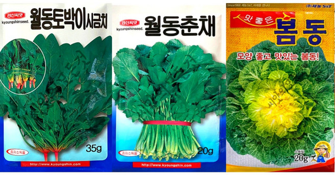 봄동씨앗 월동춘채씨앗 월동시금치종자 3봉1세트 무배 겨울씨앗, 1개