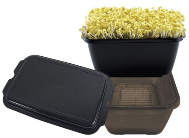 이지앤프리 집에서 콩나물키우기 + 콩 50g 증정 콩나물재배키트 식목일