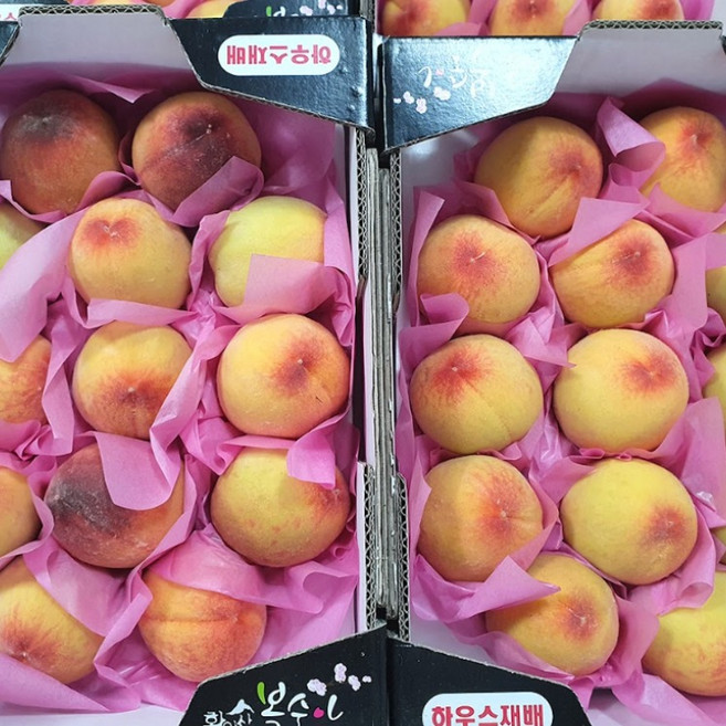 [2026년 첫 판매] 당일수확 산지직송 경북 하우스 제철 털복숭아, 1박스, 500g(중소과)