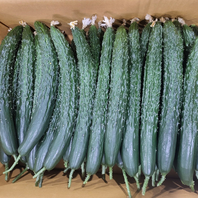 국내산 최상품 싱싱한 가시오이, 못난이가시오이(상)10kg, 1개
