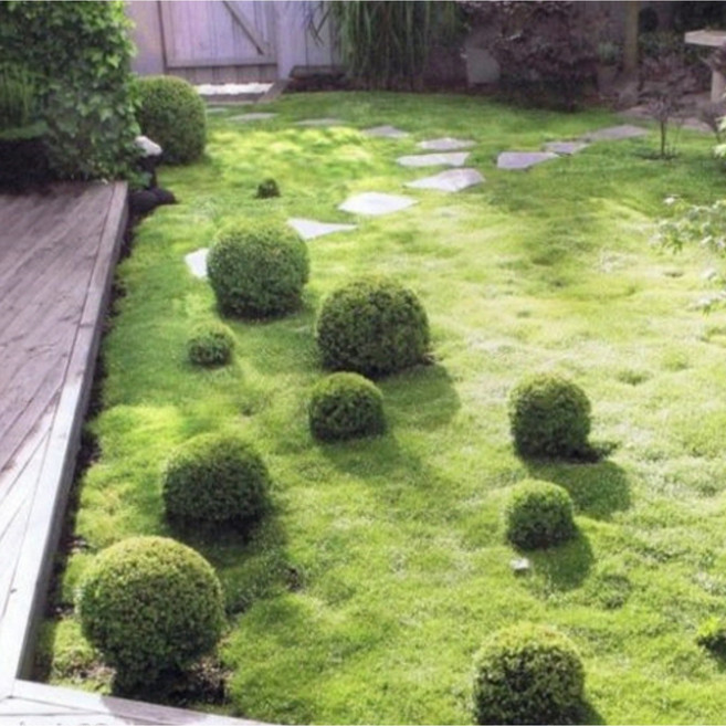 아이리쉬모스 (Irish Moss) 씨앗 소포장 대포장 잔디대체 지피식물, 1개, 대포장 1000립