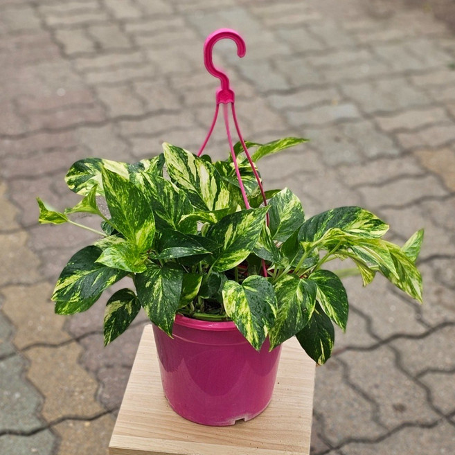 골드마블 스킨답서스대품 반려식물 행잉식물 공중식물 에이피플랜츠, 1개