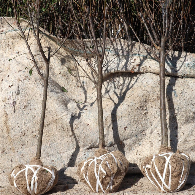 자두나무 묘목 결실주 3-5년생 호무샤 로얄대석 왕자두 바이오체리 추휘, 1개, 바이오체리 5년생