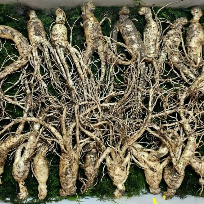 동의보감 장뇌삼 6~7년근 20뿌리 /5.5만원 삼 산양삼 새싹삼 자연삼 일반 포장, 15g, 20개