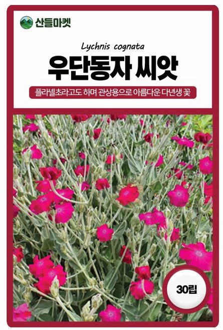 세계종묘 우단동자 씨앗 30립 플란넬초 우단동자 꽃씨 종자, 1개