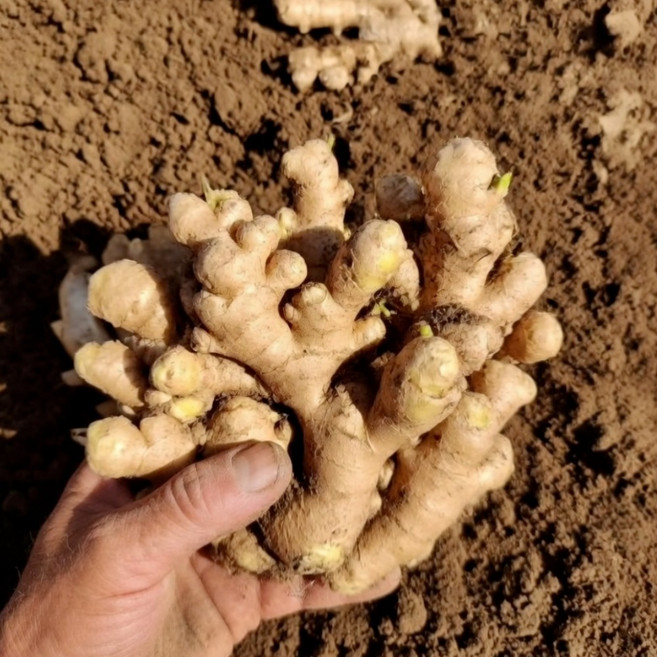 국내산 씨생강 종자생강 종자용 개량종, 1개, 5kg