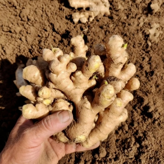 국내산 씨생강 종자생강 종자용 개량종, 1개, 2kg
