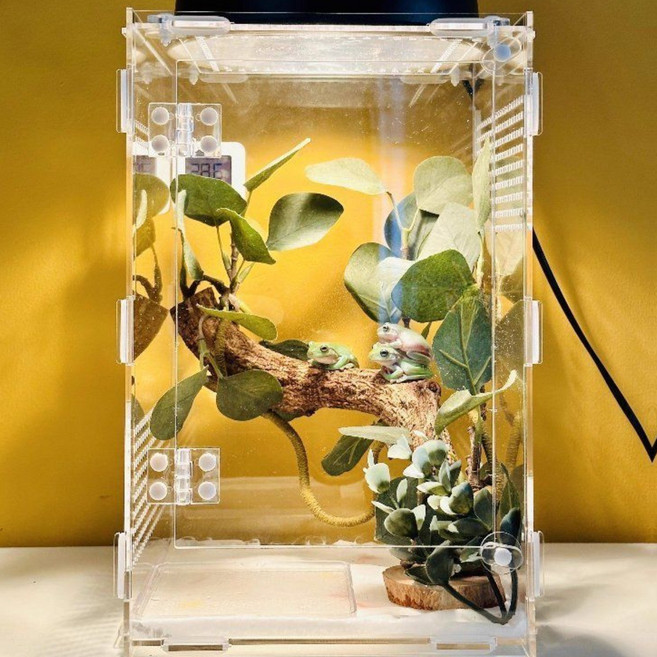 게코홈 아크릴 크레스티드게코사육장, 1개, 20x20x30cm 케이지 단품