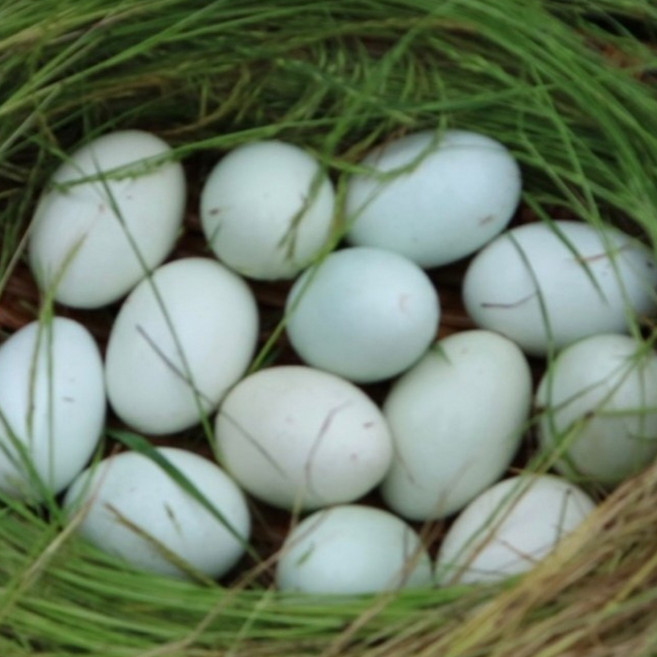 청란 부화용 자연청계란 낙각 1번 식용 가능 유정란 파랗고 예쁜 유명대학농장 좋은 납품 성적 고성 금강산 금강초계 원조 30년 약초원 방사 발효사료 EM 자활수 MSM유황, 1개, 30구