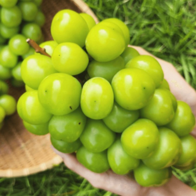 고당도 가정용 망고맛 샤인머스캣 2kg 4kg (2~6송이) 산지직송, 1박스, 망고맛 샤인머스캣 4kg (3~4송이)