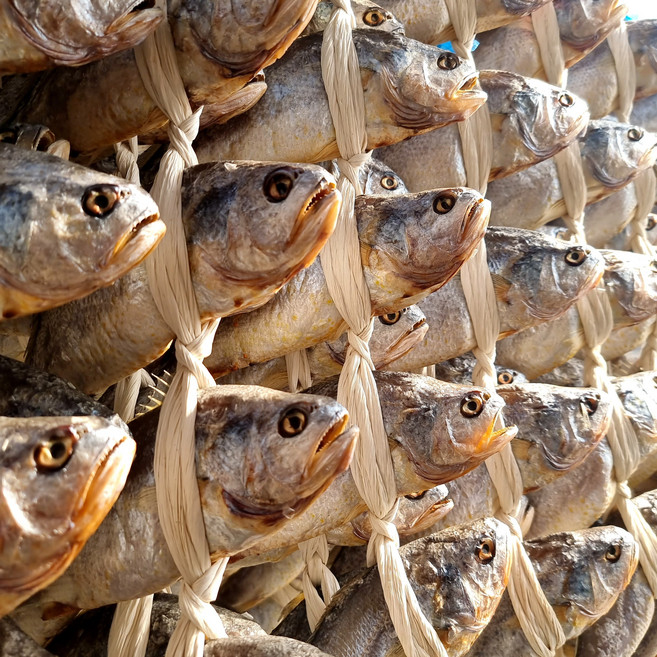 영광법성포 자연해풍건조 프리미엄 보리굴비 27-34cm, 10개, 법성포 자연해풍건조 보리굴비 32-34cm 내외