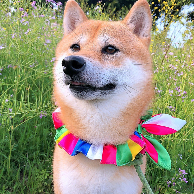 강아지 고양이 한복케이프 리본스카프 추석 설날 악세사리, 진한 색동스카프, 1개