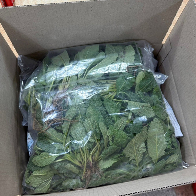 곰보배추 생초 뿌리포함 국산 농장직송, 1kg, 1개