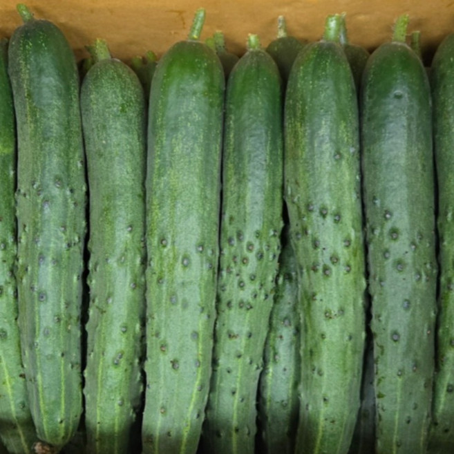 국내산 취정오이 청오이 싱싱하고 아삭한 특품, 1개, 2kg(7~9개)
