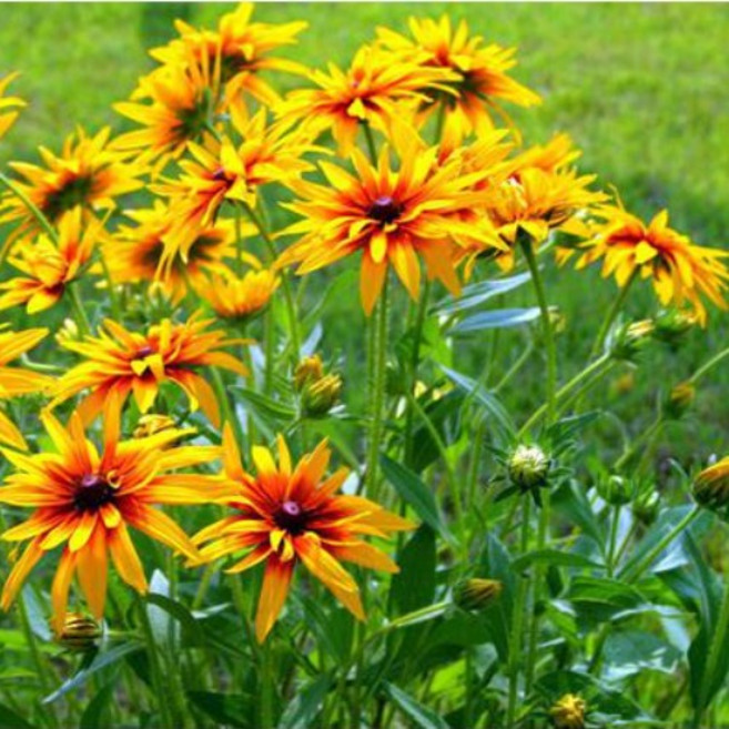 루드베키아 씨앗 키작은 해바라기처럼 생긴 기능성 야생화 소포장 1000립, 1개