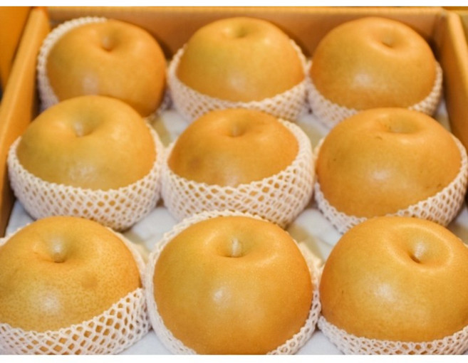 황금열매 업소용 가정용 김장용 선물용 햇배 정품배 흠집배 나주배, 흠집배 15kg 중과(27-35과), 1개