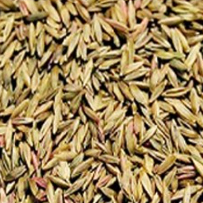 SN월드 잔디씨앗 4만립 한국들잔디 산소 묘지 잔디씨, 5세트