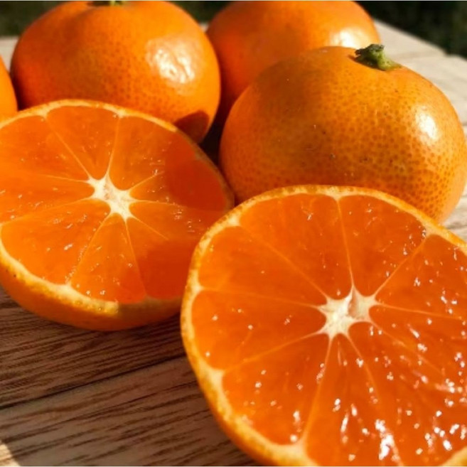 하늘향기 고당도 끝판왕 제주 천혜향, 1박스, 10kg(중소과/가정용)