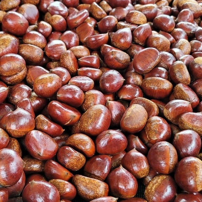 7위 - 26년공주밤 알밤 햇밤 생율 군밤(대) 2kg ~8kg, 1개, (대) 2kg
