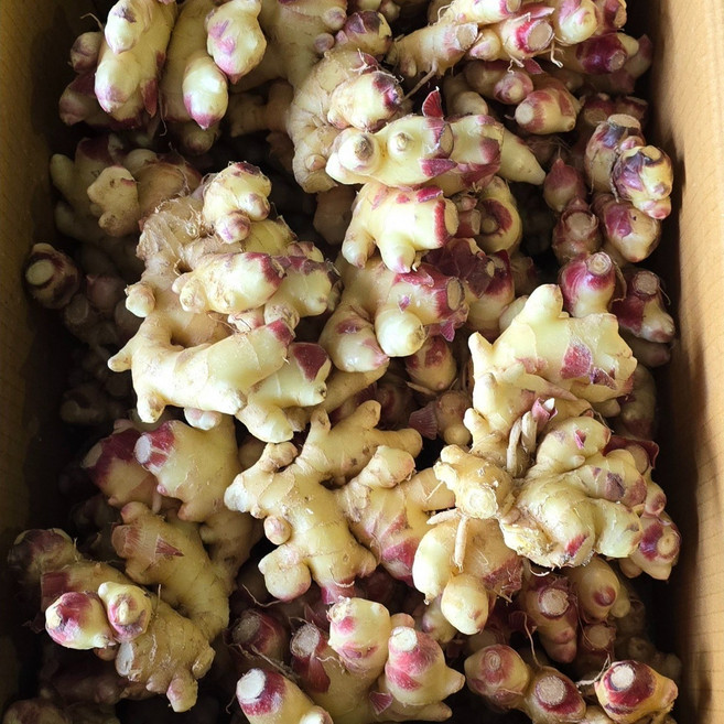 26년 국내산 생강 특품 1KG 흙생강 영주 봉화 안동, 1개, 1kg 특