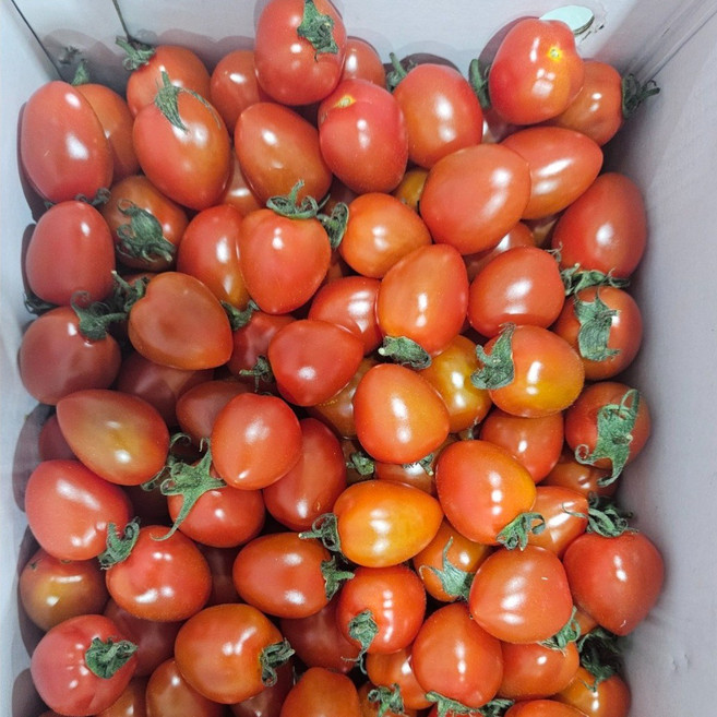 [제이청과] 대추 방울토마토 1~2번과 로얄과 2kg 5kg, 1개, 5kg 3-4번 소과