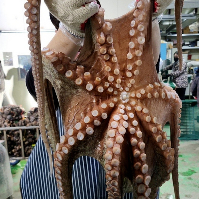 국내산 활 문어 / 제수용 3kg급 2kg급 1.5kg급 1kg급, 1개, 1미 활 특대 돌문어 2kg급