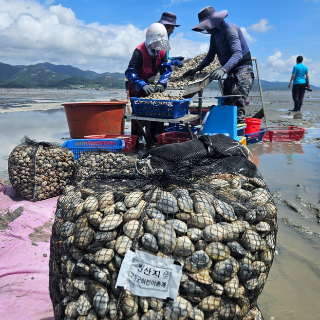 서해안 고창 갯벌 해감바지락, 1개, 바지락 3kg