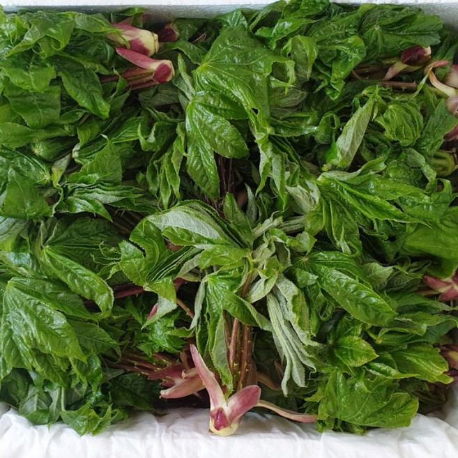 대관령 자연산 엄나무순 개두릅 봄 제철 산나물 예약판매, 1개, 1kg