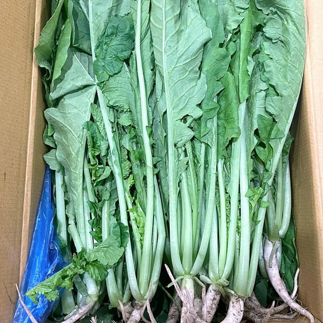 국내산 열무 4kg, 1개