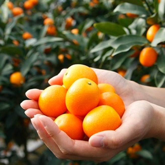 고당도 제주 금귤 낑깡 제주특산품 금귤 생과 생낑깡, 1박스, 대과 2kg