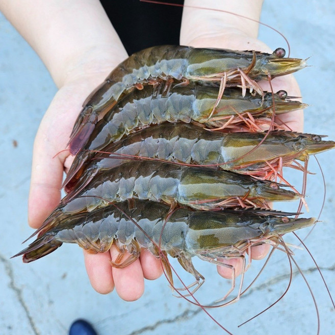 2위 - [온누리점빵] 국산 산지직송 활새우 1kg (38미 내외) 횟감용 흰다리새우 신선, 1개