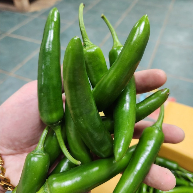 [특품] 모닝고추 아삭이 풋고추 오이맛고추 특 1kg 5kg, 모닝고추 5kg, 1개