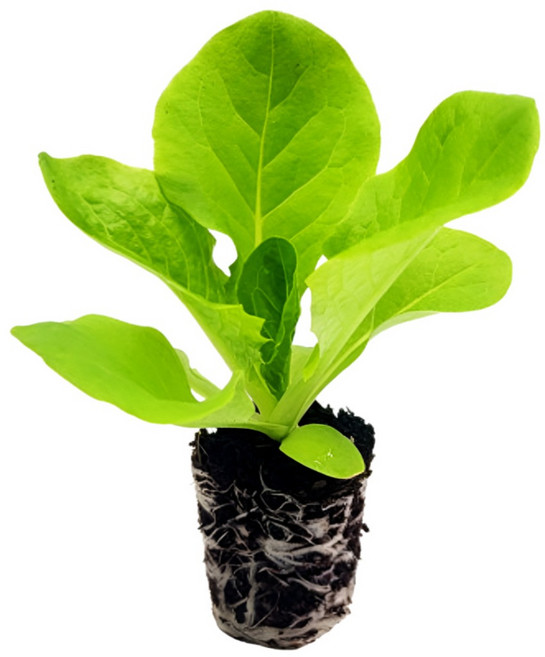 파머시카 청상추 모종 청치마 국내산, 16개