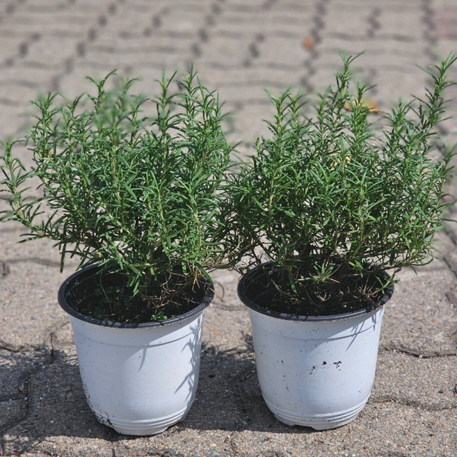 로즈마리 중품 1+1 식용 허브 향기나는식물, 1개