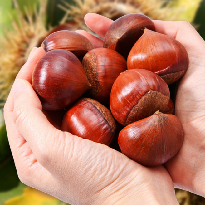 2025년 국산 햇 공주밤 칼집 약단밤 알밤 군밤 약밤 생율 밤 군밤용밤 맛밤 1kg 2kg 4kg, 1개, 2.칼집 공주밤 대 2kg