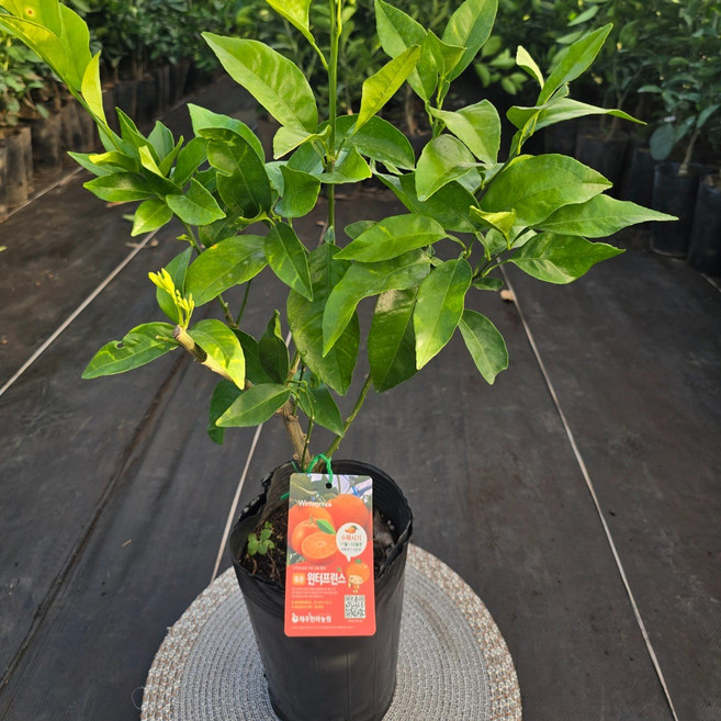 [제주한라농원]4년생묘목 윈터프린스나무 국내개발 신품종만감류 가정원예 농가과수용, 1개