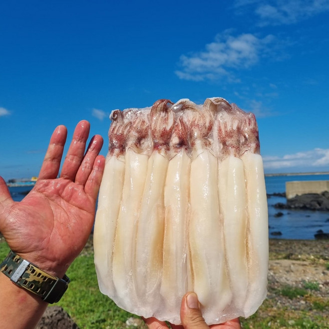 제주산 횟감용 급냉 한치 500g+500g, 2개