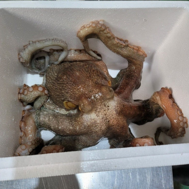 국내산 제수용 활 돌문어 1마리 특대문어, 1개, 2kg[1미]