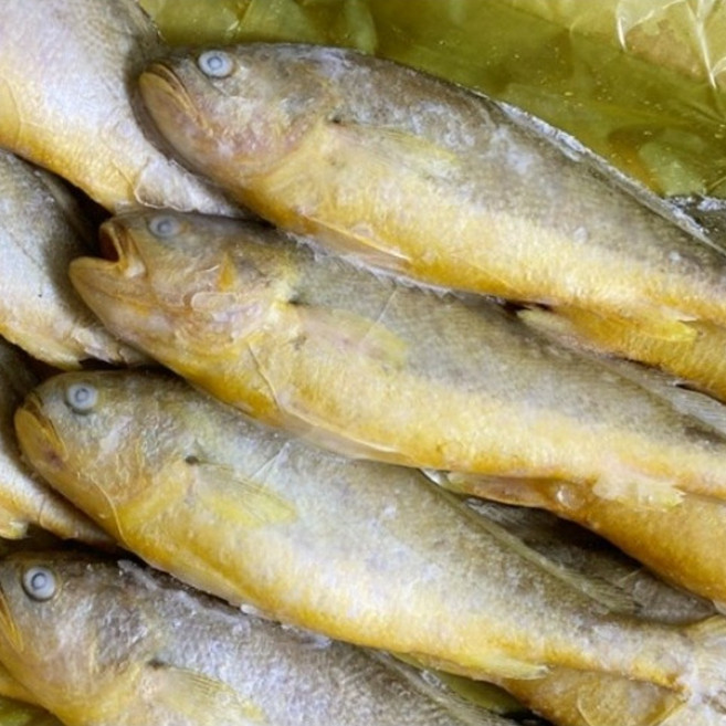 냉동 부세 조기 제수용 구이용 제사용 3.4kg 박스 도매 (12미 15미) 반찬, 200/300(15미), 1개, 200/300(15미)