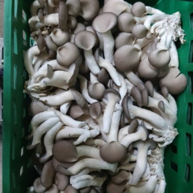 (농장직배송) 느타리버섯, 4번상품 : 1kg(하), 1박스