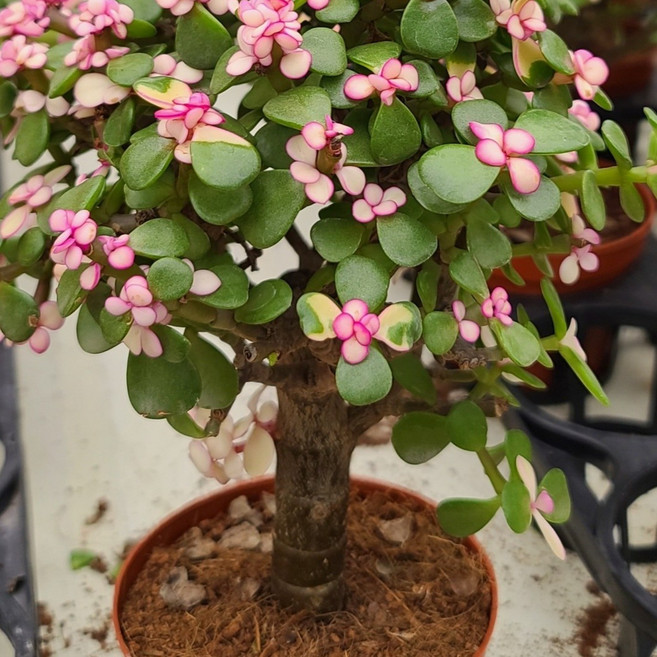 아악무분갈이 사랑무 벚꽃 다육이 키우기쉬운식물 꽃나무 개업선물 기쁜소식, 1개