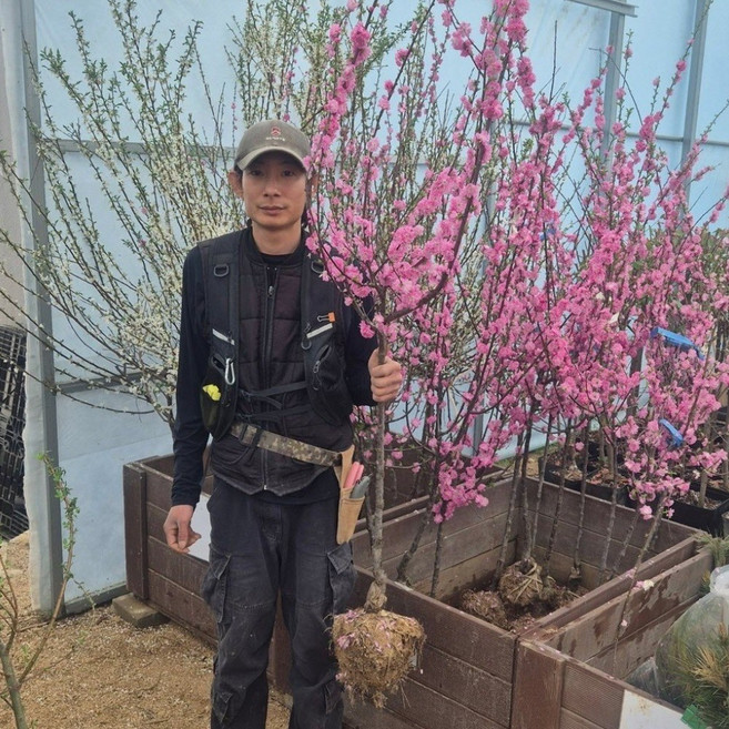 옥매화 설중매 매화나무 묘목 3년분묘 개화주 매실매화꽃나무, 1개, 옥매화3년