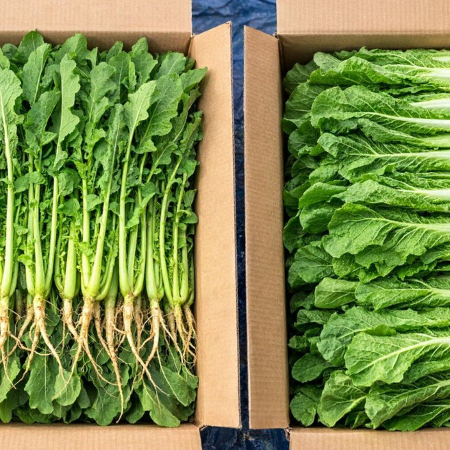 하나의팜 국내산 열무 얼갈이배추 세트 겉절이 김치, 1세트, 열무 2kg + 얼갈이배추 2kg