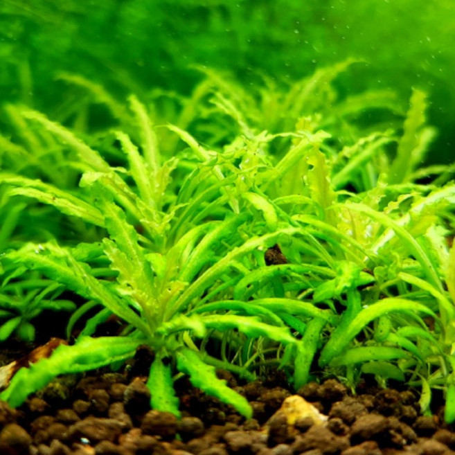 [미초] 쭈구리 헬프리 수초 1촉 & 3촉 / 유경 수초 / 레이아웃 / 어항 수초, 3개