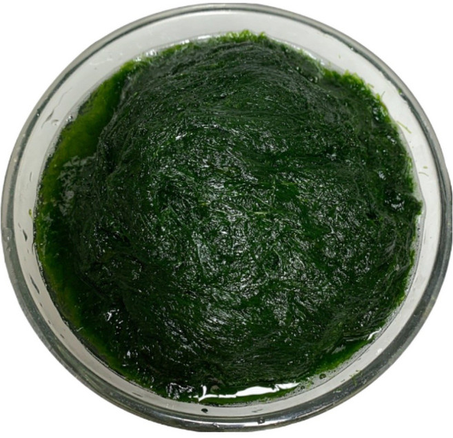 똑순상회 무안 생감태 찰감태 가시파래 냉동감태, 1개, 900g