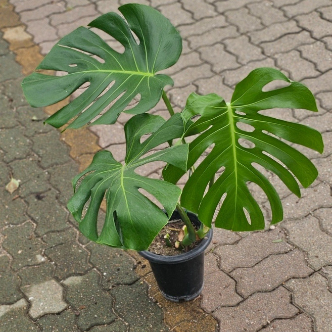 에이피플랜츠 묵은둥이 몬스테라 중대품 반려식물 실내공기정화식물 플랜테리어, 1개