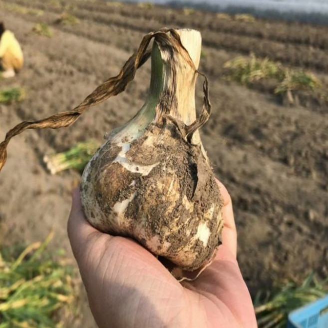 [실속 산지직송 특가] 구지 햇 통마늘 1kg (소/중), 1박스, 2kg (소/중) 신선