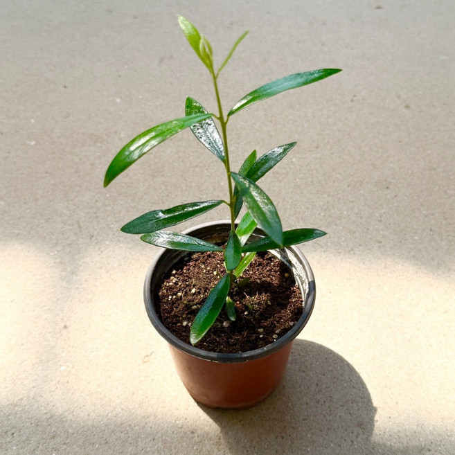 올리브 생장점 소품 외목대인테리어 실내공기정화식물 반려식물 키우기 대성식물, 1개