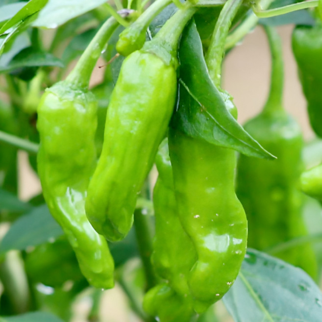 당일경매 비교불가 안매운 못난이 꽈리고추, 1박스, 500g(상품)