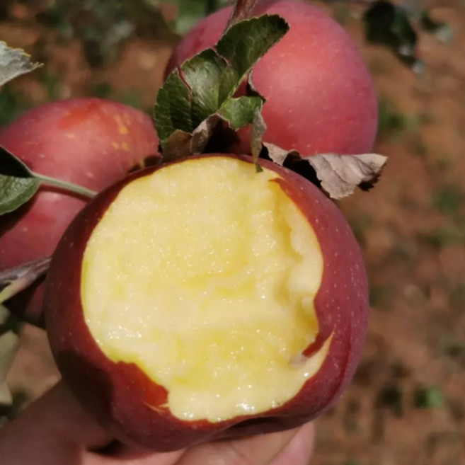 [초특급할인]식감감탄 인생꿀맛 재구매확신 못난이 부사사과, 1박스, 5kg